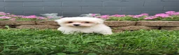 Maltese dogs for sale: Amber - Ad 1