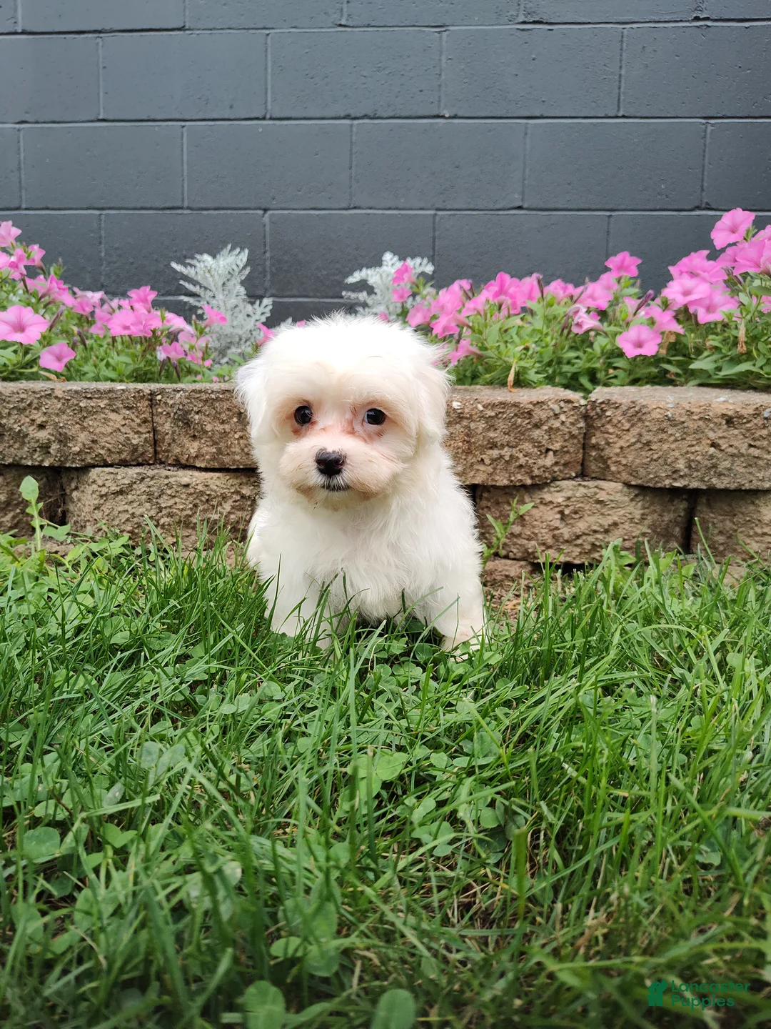 Maltese dogs for sale: Amber - Ad 1