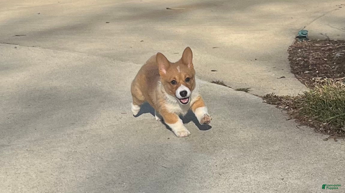 Welsh Corgi Pembroke dogs Welsh Corgi Pembroke Puppy 3 - Ad 1