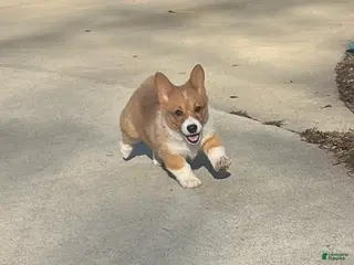 Welsh Corgi Pembroke dogs Welsh Corgi Pembroke Puppy 3 - Ad 1