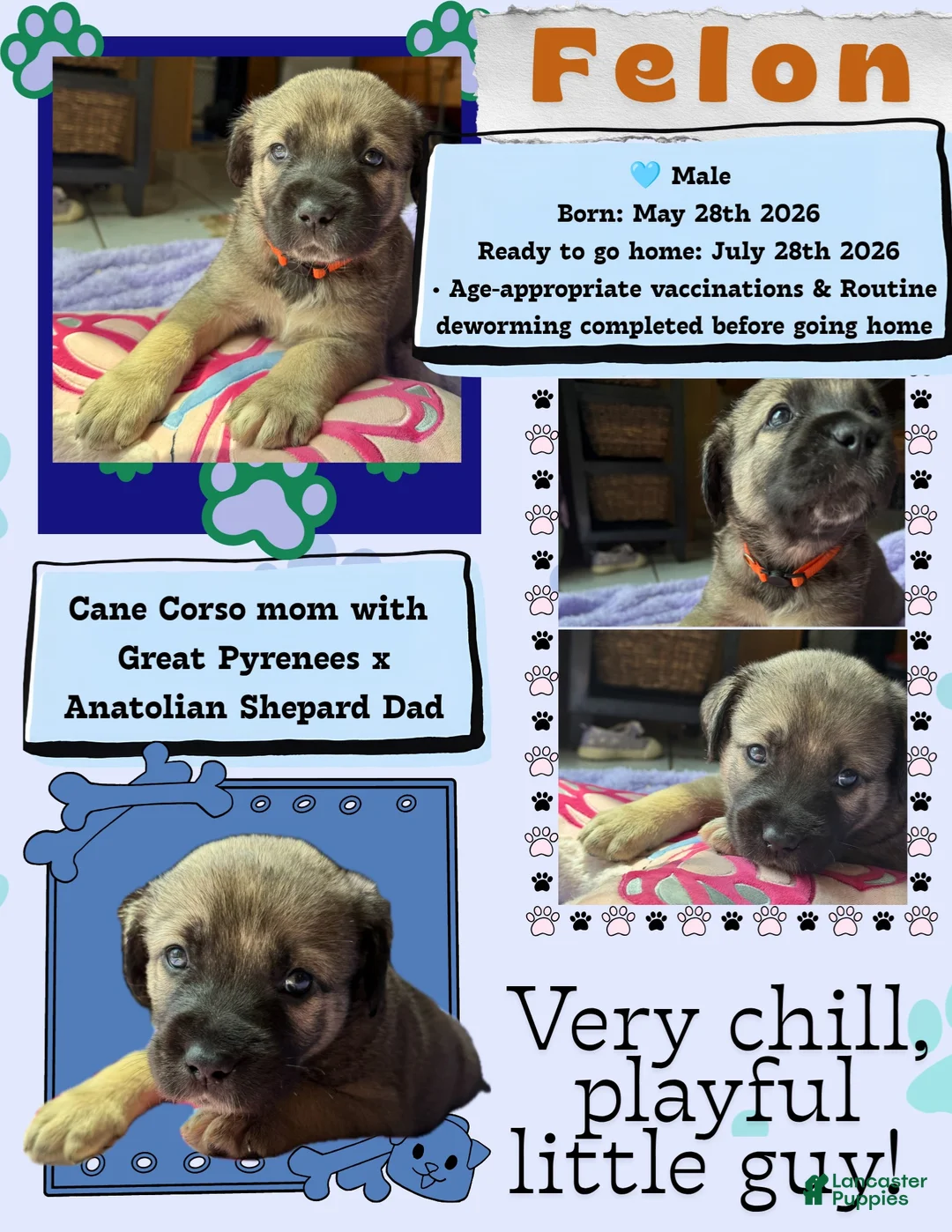 Mixed Breed dogs for sale: Felon - Ad 2