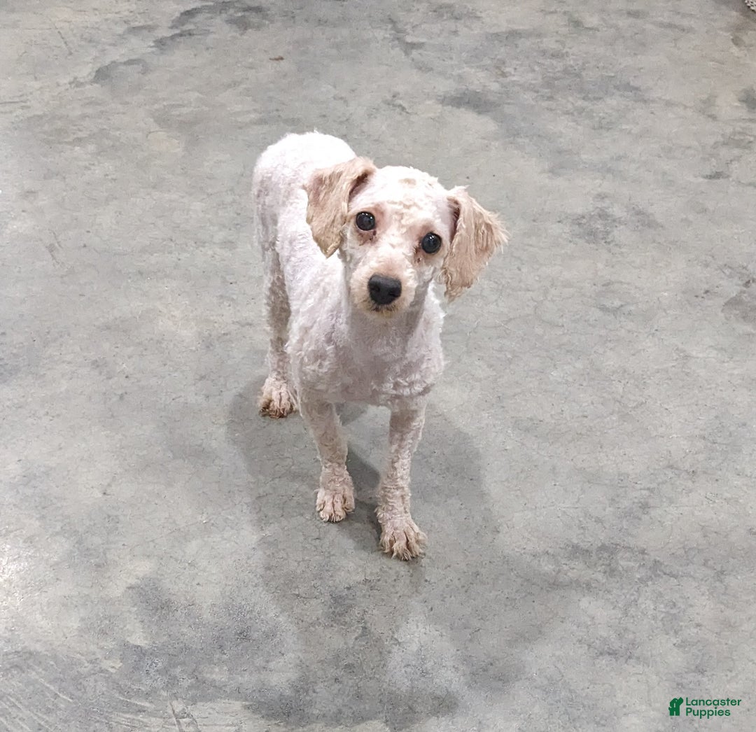 Shihpoo dogs for sale: Blake - Ad 5