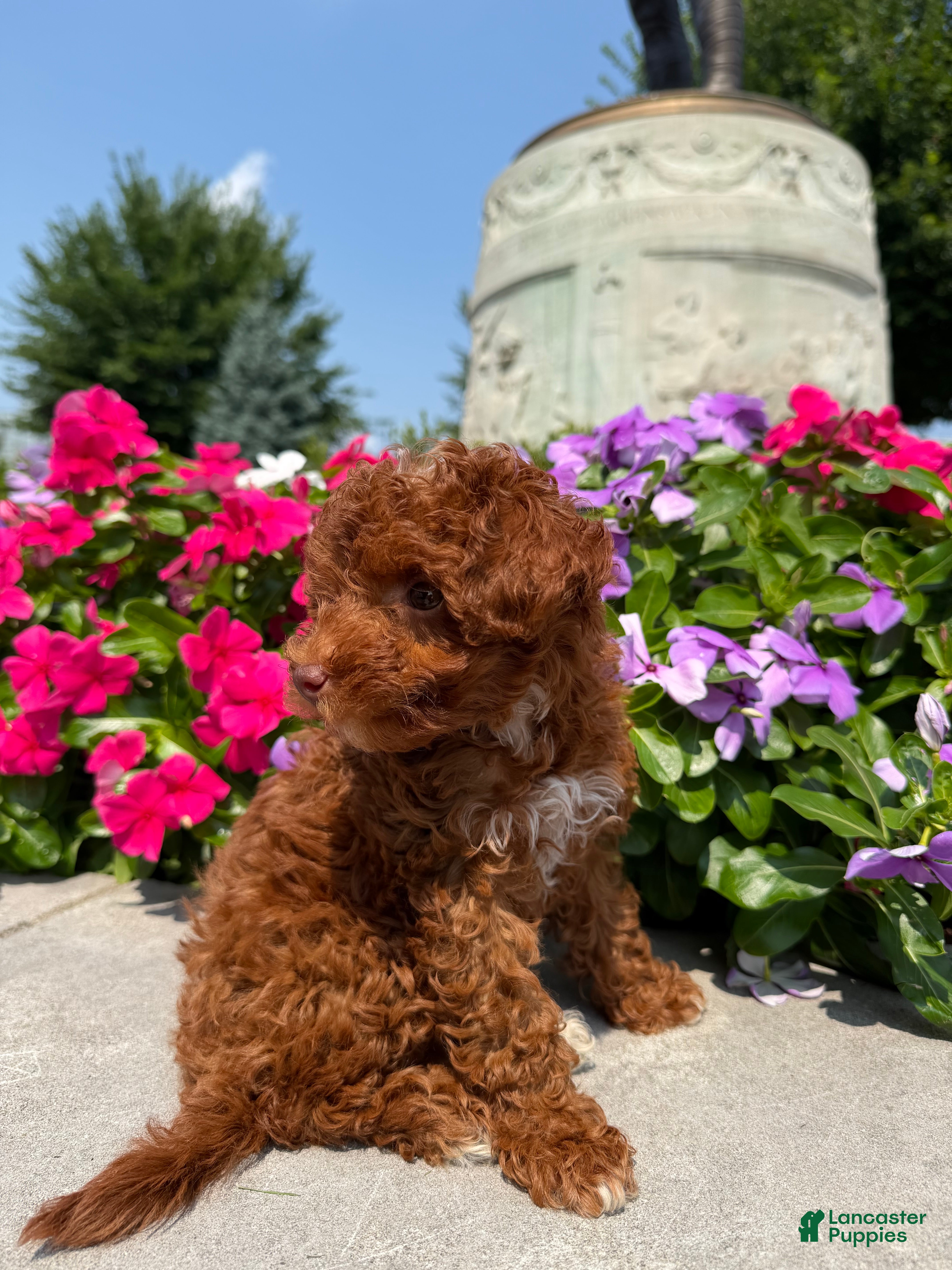 Toy Poodle dogs for sale: Teacup Cuban🐾❤️ - Ad 1