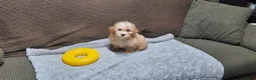 Toy Poodle dogs for sale: Honey - Ad 4