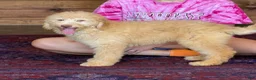 Miniature Labradoodle dogs for sale: Sunshine - Ad 3