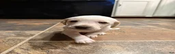 Mixed Breed dogs for sale: Mixed Breed Puppy 5 - Ad 1