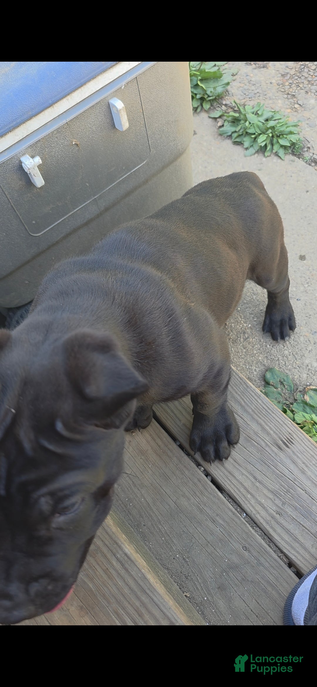 Cane Corso dogs Frankie - Ad 2