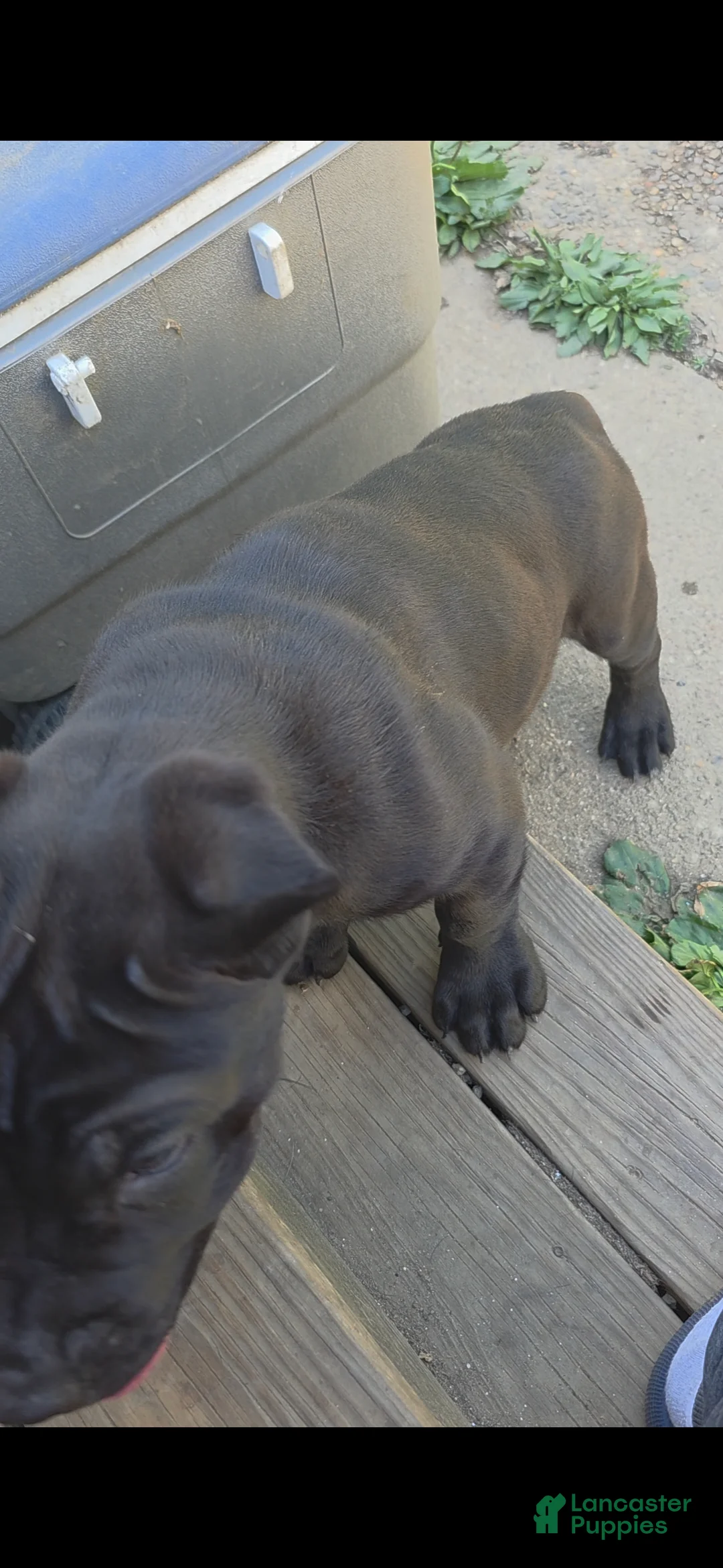 Cane Corso dogs for sale: Frankie - Ad 2