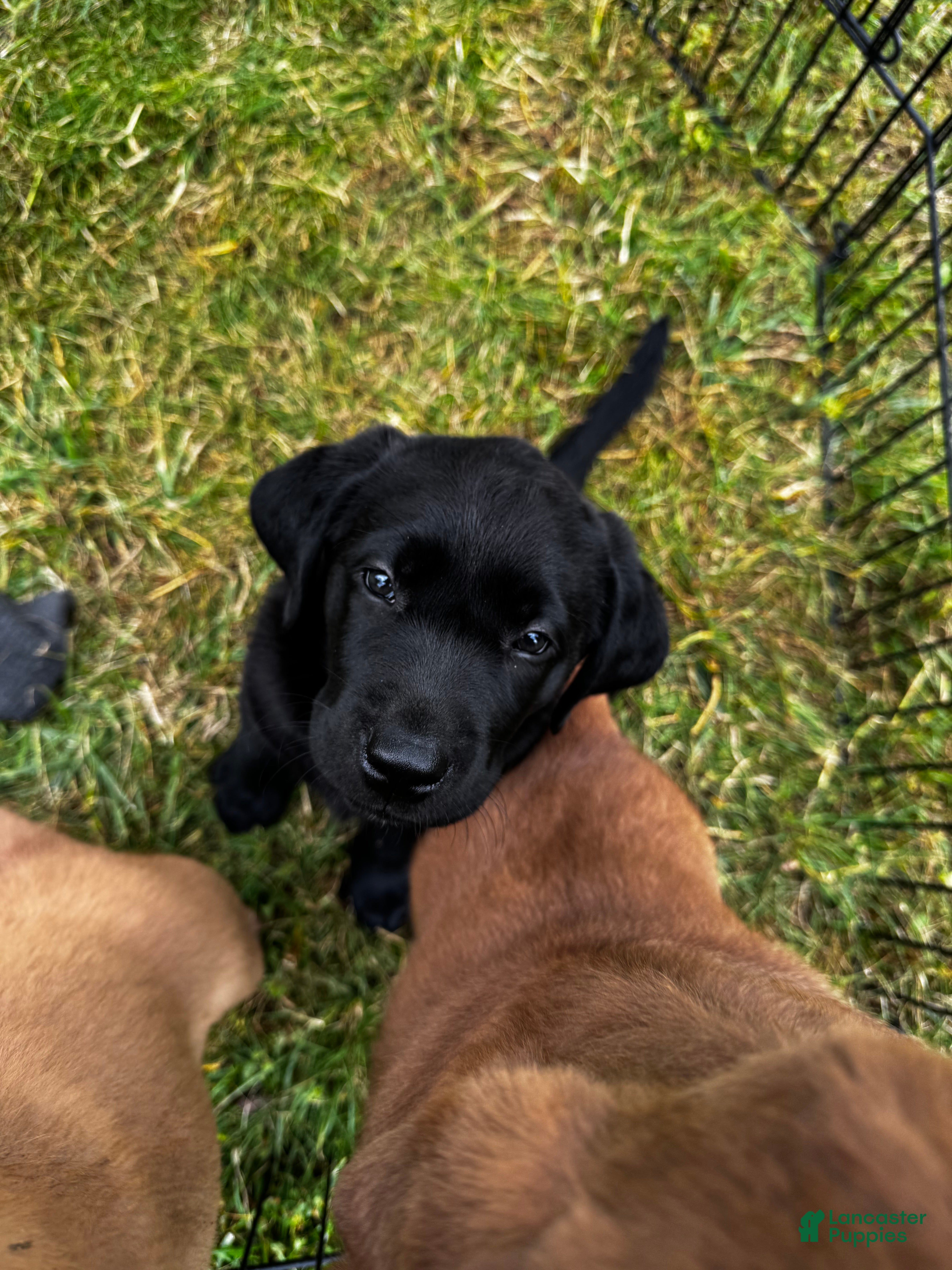 Labrador Retriever dogs Labrador Retriever 3 - Ad 2