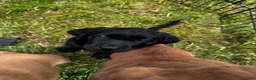 Labrador Retriever dogs for sale: Labrador Retriever 3 - Ad 2
