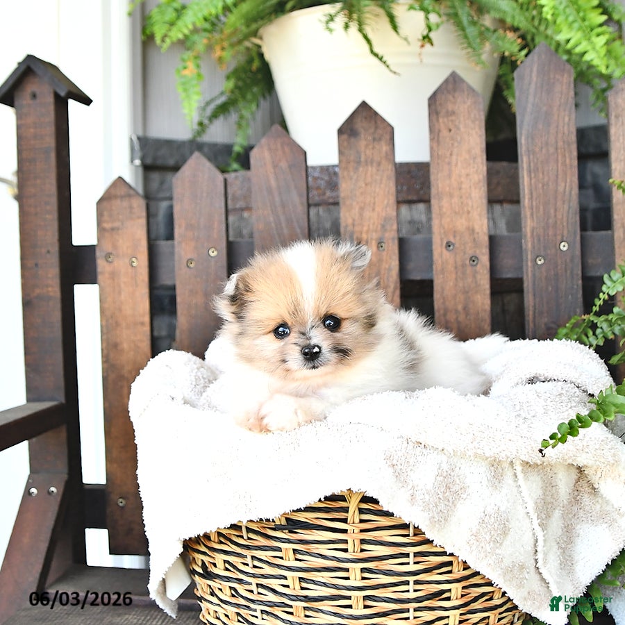 Pomeranian dogs for sale: Wally - Ad 4