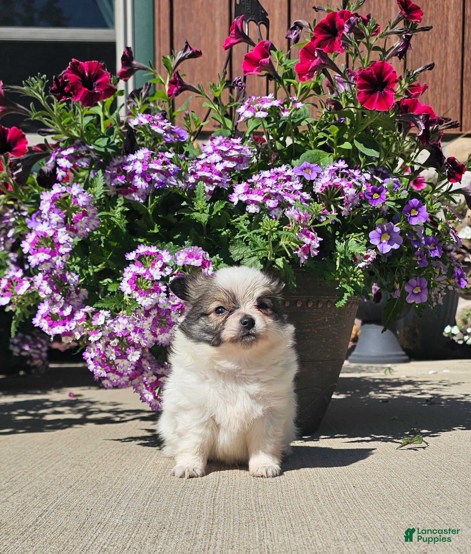 Pomchi dogs Pomchi Puppy 4 - Ad 1