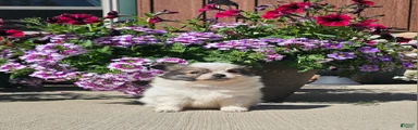 Pomchi Puppy 4