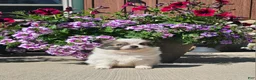 Pomchi dogs for sale: Pomchi Puppy 4 - Ad 1