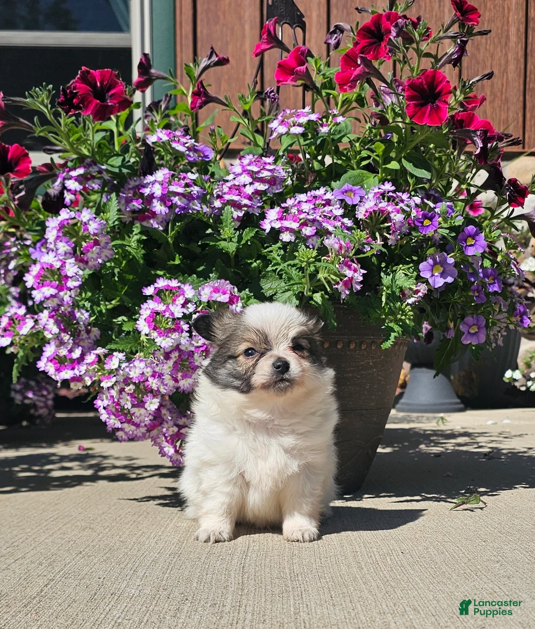 Pomchi dogs for sale: Pomchi Puppy 4 - Ad 1