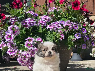 Pomchi dogs for sale: Pomchi Puppy 4 - Ad 2