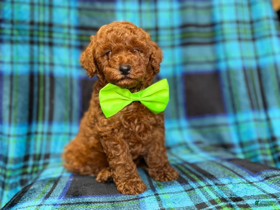 Mini Goldendoodle dogs for sale: Scooby - Ad 9