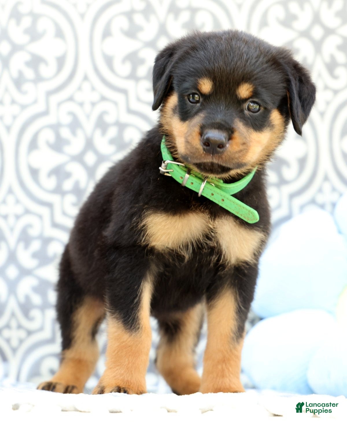 Rottweiler dogs Dominic - Ad 1