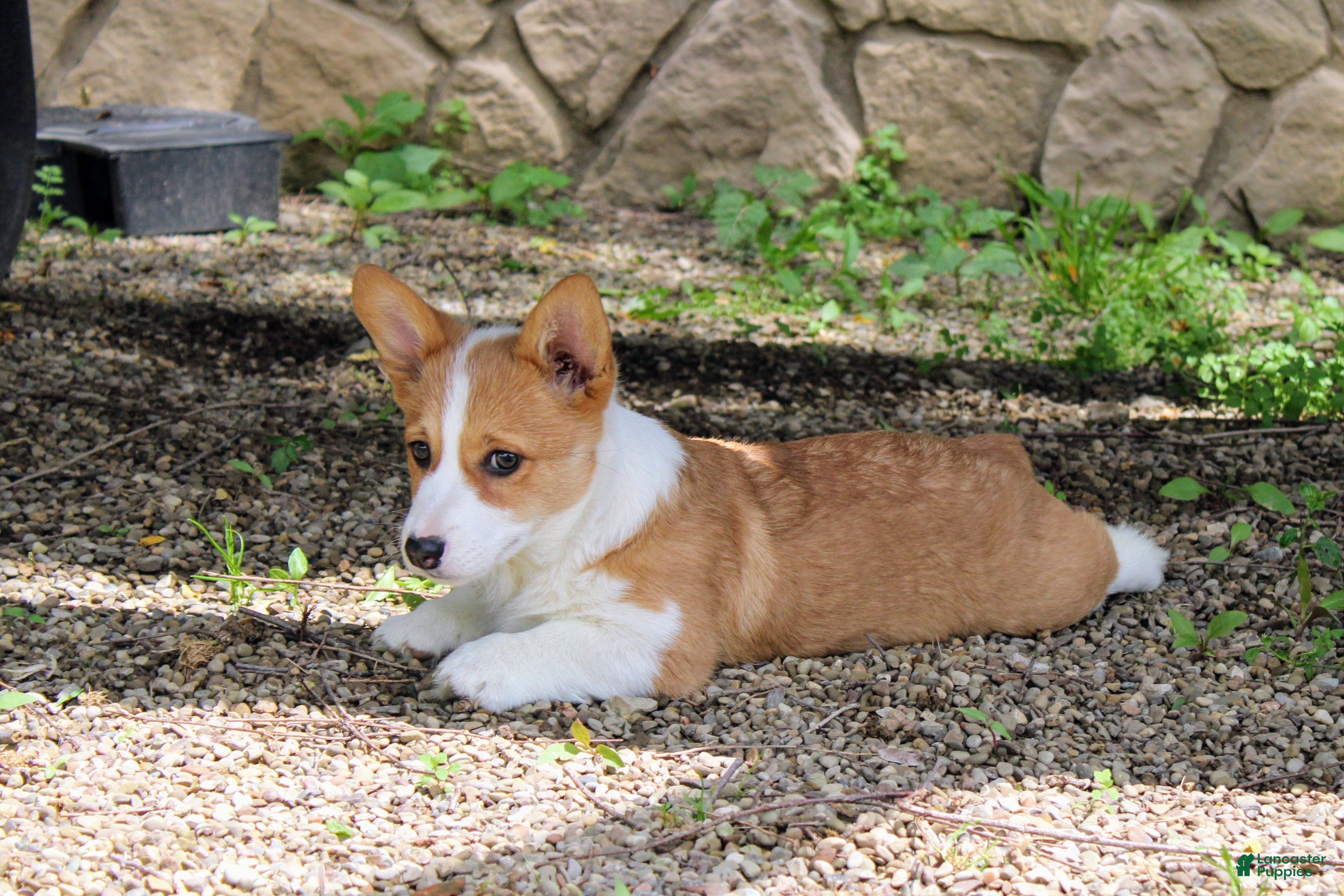 Welsh Corgi Pembroke dogs Chanel(triple clear) AKC - Ad 1