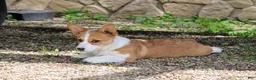 Welsh Corgi Pembroke dogs for sale: Chanel(triple clear) AKC - Ad 5