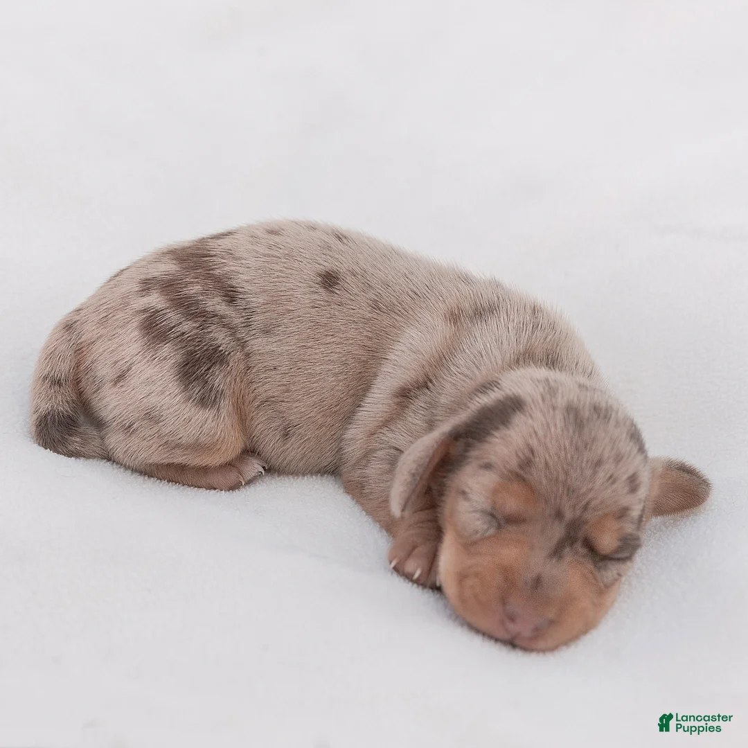 Miniature Dachshund dogs for sale: Lucy Miniature Dachshund  - Ad 2