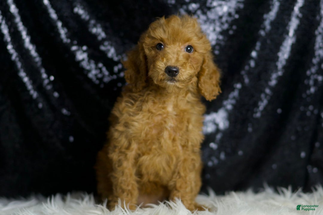 Mini Goldendoodle dogs for sale: Junebug - Ad 4