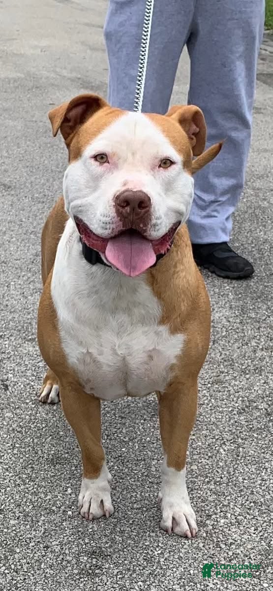 American Bully dogs RBK'S Kimbo - Ad 2