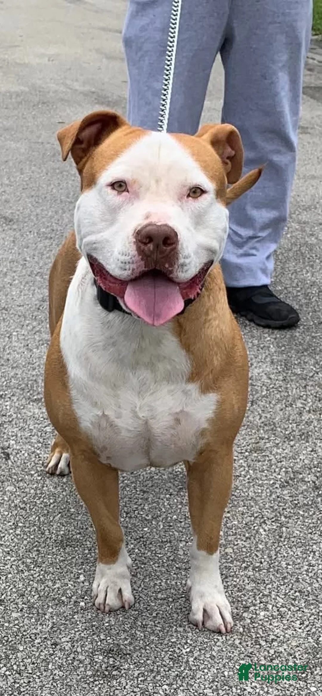 American Bully dogs for stud: RBK'S Kimbo - Ad 2