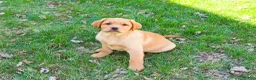 Labrador Retriever dogs for sale: Eddie - Ad 2