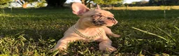 French Bulldog dogs for sale: French Bulldog 3 - Ad 1
