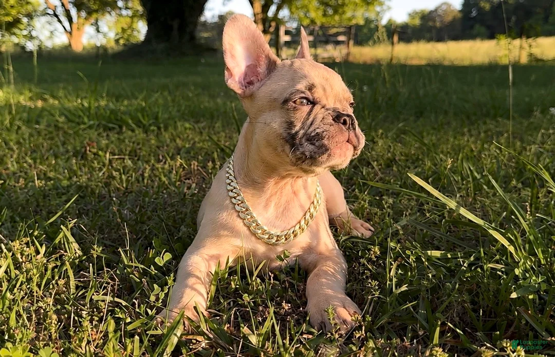 French Bulldog dogs for sale: French Bulldog 3 - Ad 1