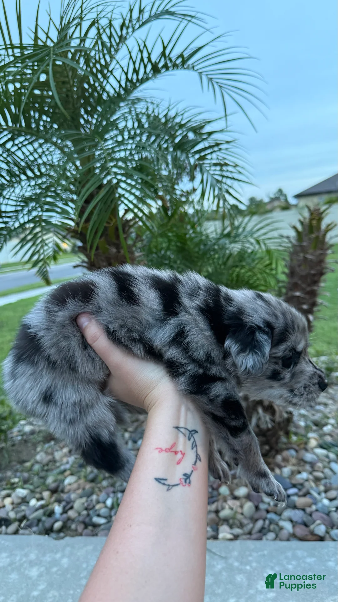 Mixed Breed dogs for sale: Maci  - Ad 2