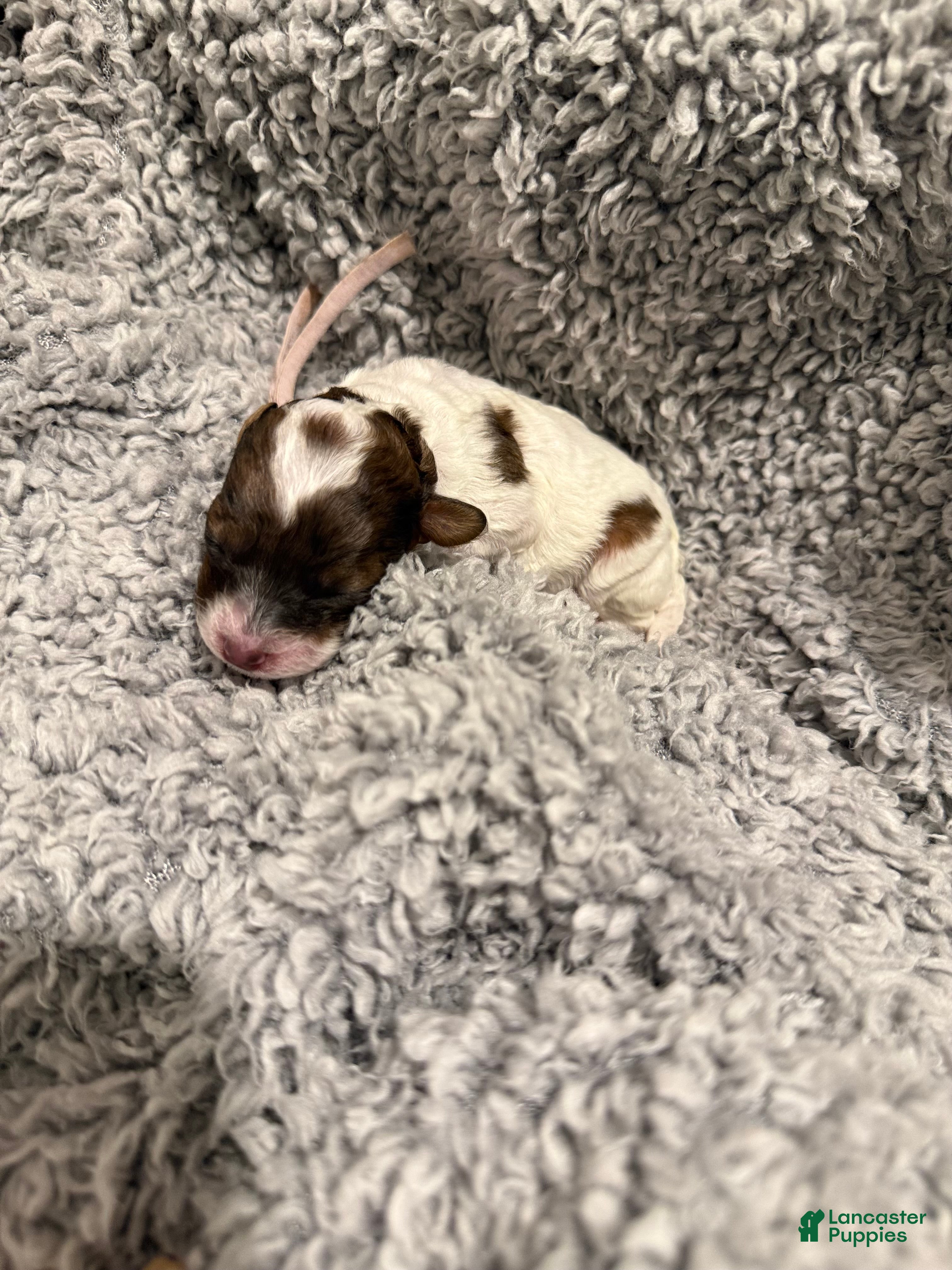 Miniature Poodle dogs Miley - Ad 18