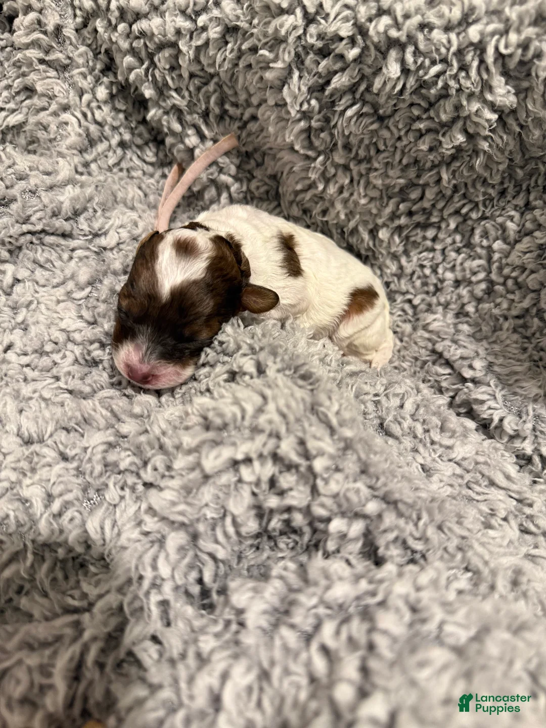 Miniature Poodle dogs for sale: Miley - Ad 1