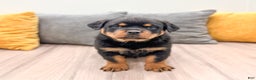 Rottweiler dogs for sale: Ranger - Ad 2