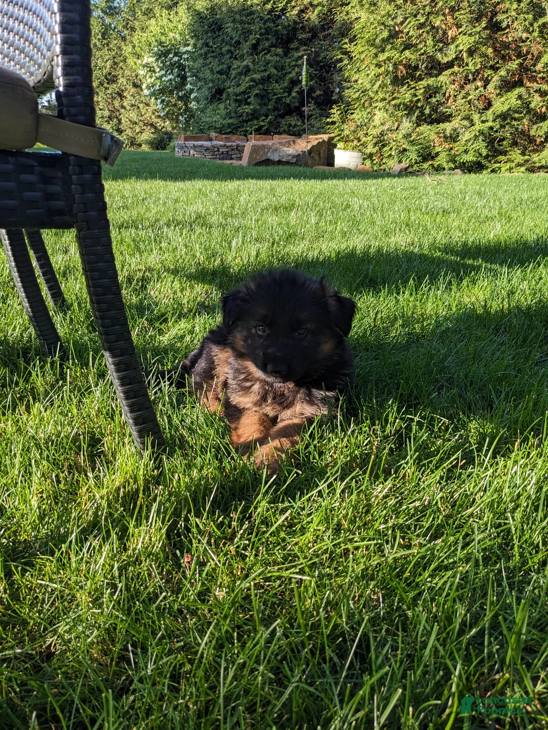 German Shepherd dogs for sale: German Shepherd Puppy 2 - Ad 2