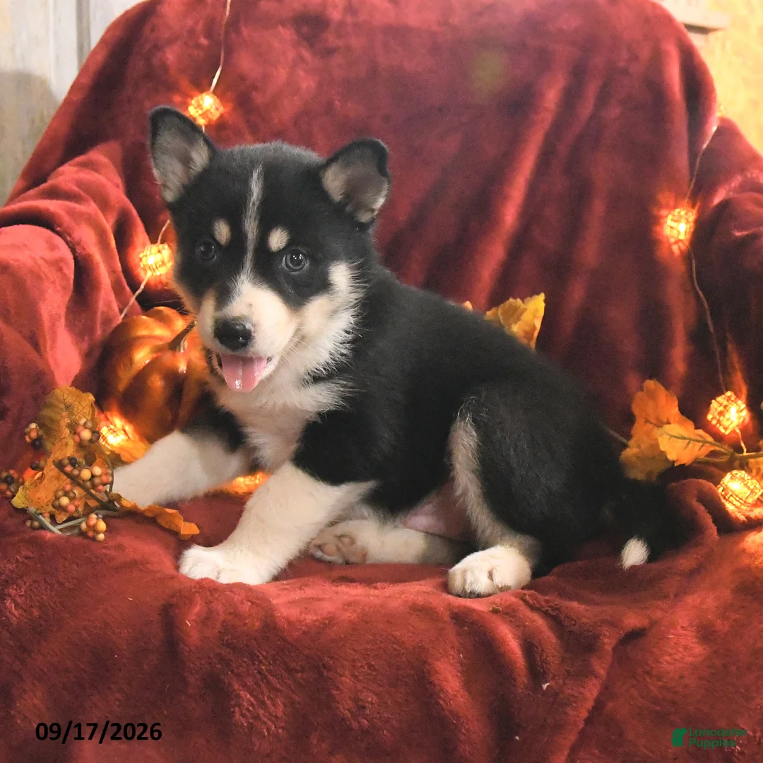 Mixed Breed dogs for sale: Ranger - Ad 1