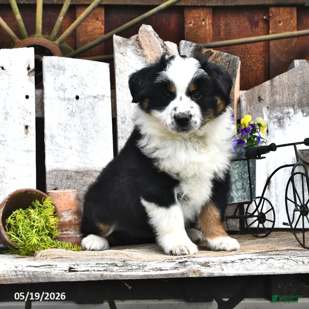 Australian Shepherd dogs for sale: Zack - Ad 1