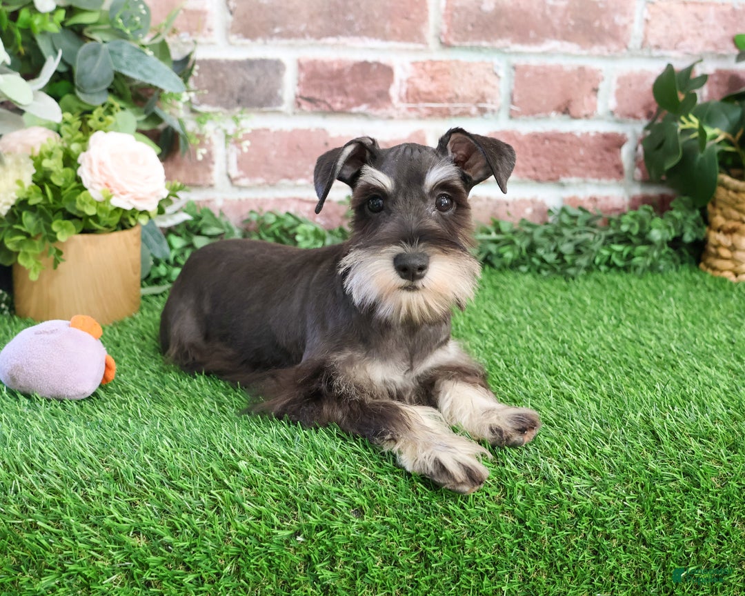 Miniature Schnauzer dogs for sale: Esperanza  - Ad 12