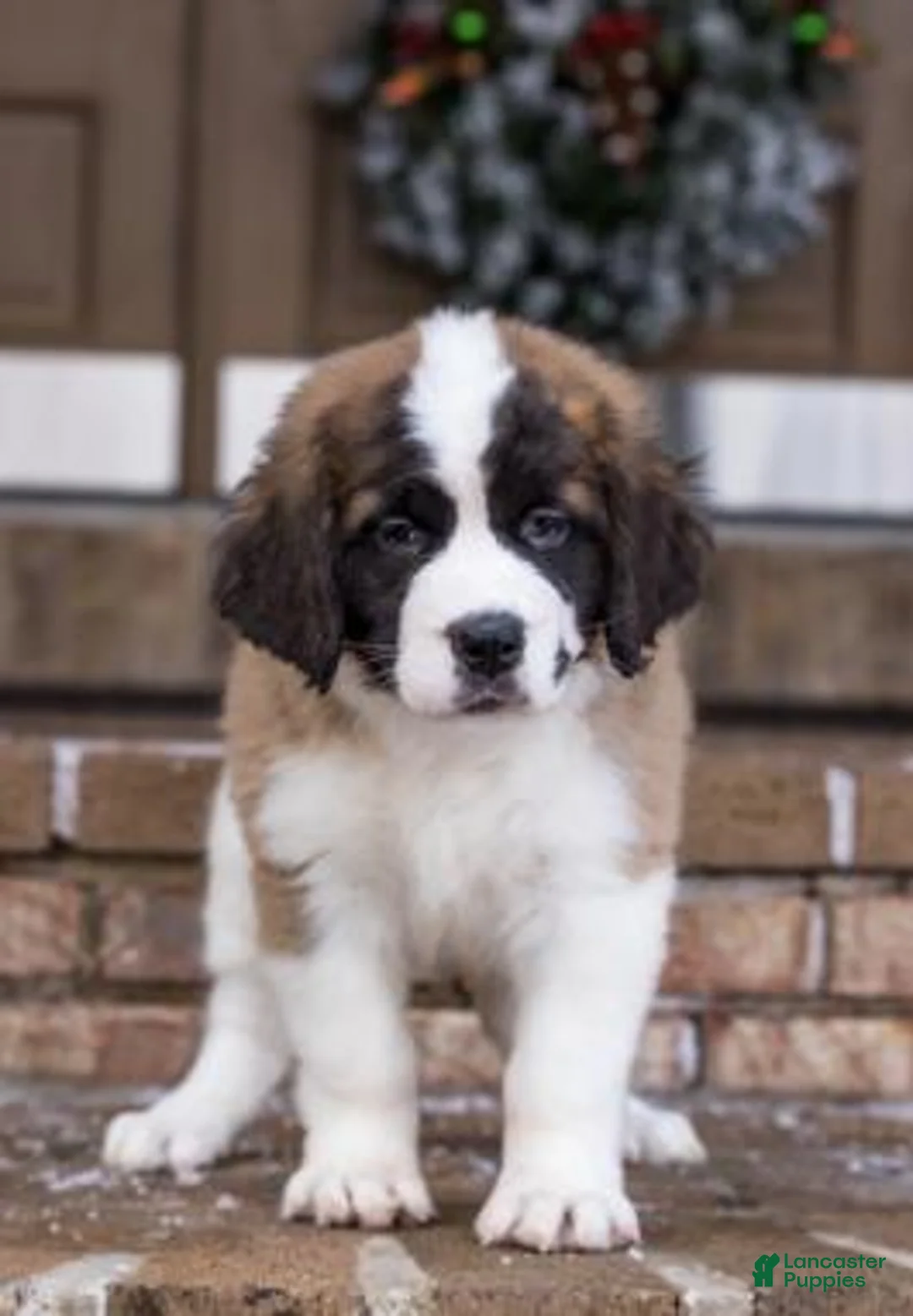 Gallery Image {{count}}