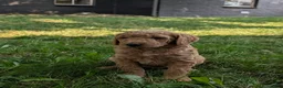 Goldendoodle dogs for sale: Sara - Ad 13