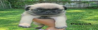 Peanut