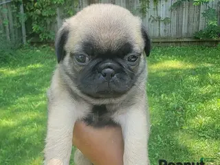Pug dogs Peanut - Ad 35
