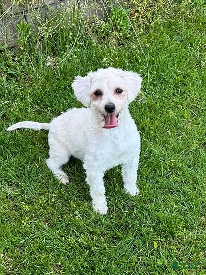 Yochon dogs Reese - Ad 27