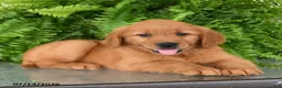 Golden Retriever dogs for sale: Nellie - Ad 3