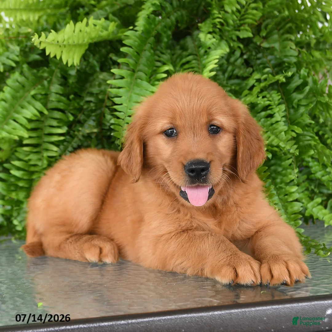 Golden Retriever dogs for sale: Nellie - Ad 3