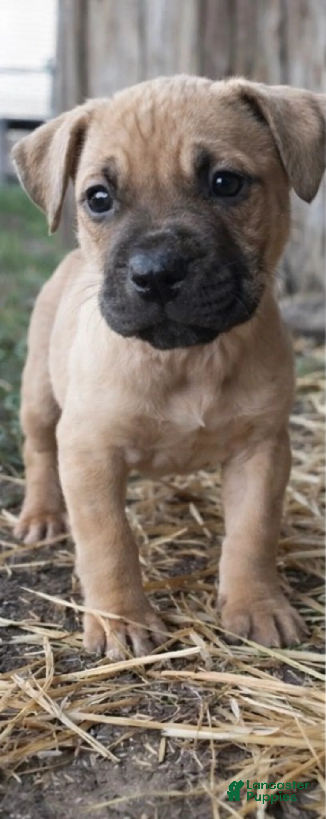 American Pit Bull Terrier dogs for sale: Rocky - Ad 1