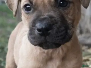 American Pit Bull Terrier dogs Rocky - Ad 3