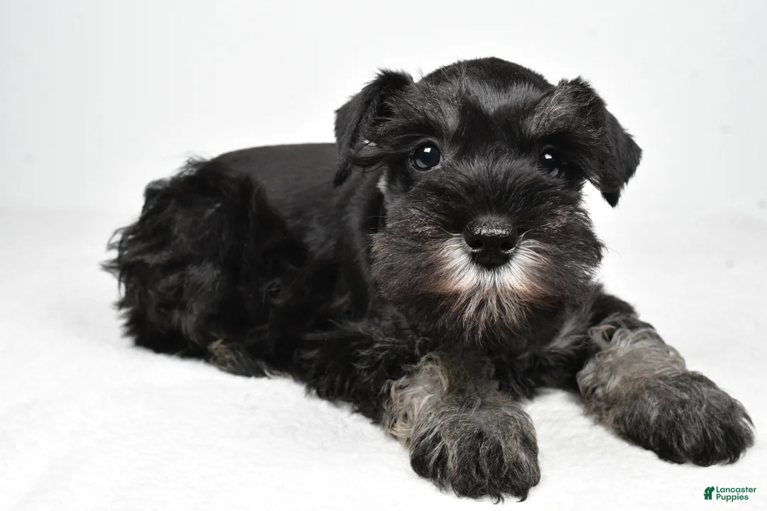Miniature Schnauzer dogs for sale: Jodi - Ad 8