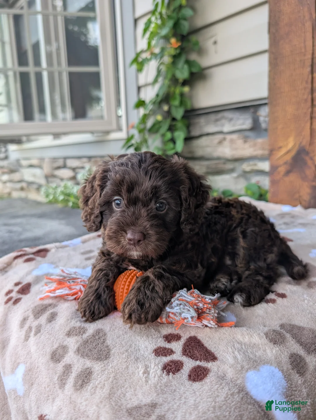 Cavapoo dogs for sale: Rocky  - Ad 1